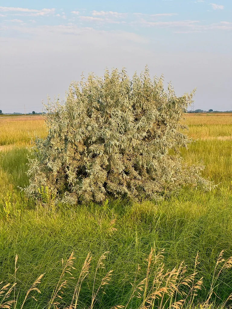Elaeagnus angustifolia