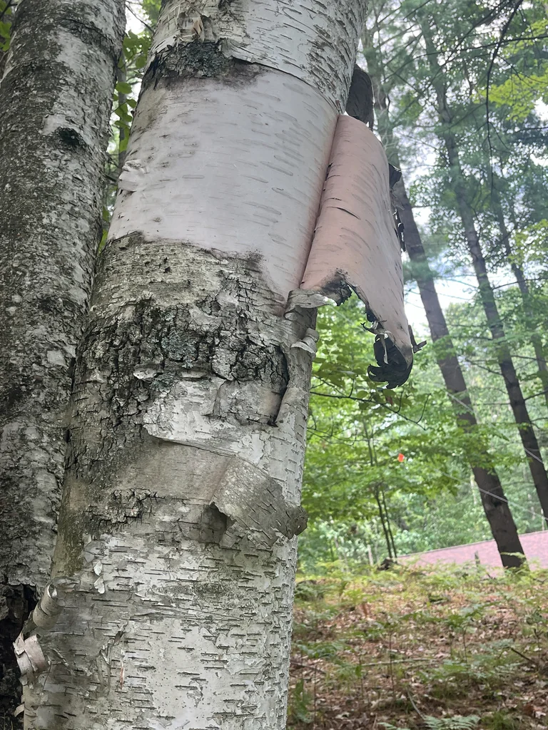 Betula Papyrifera
