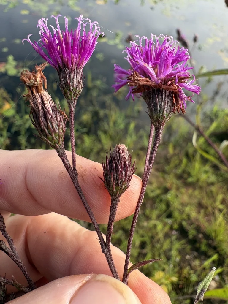Vernonia Noveboracensis