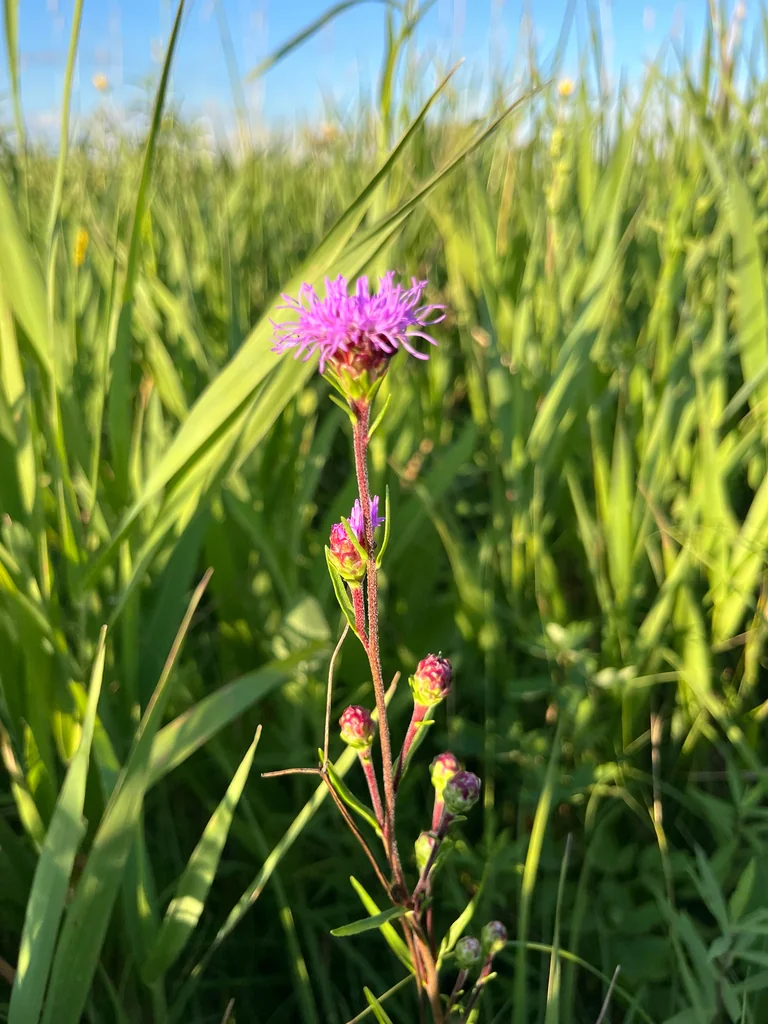 Liatris Ligulistylis