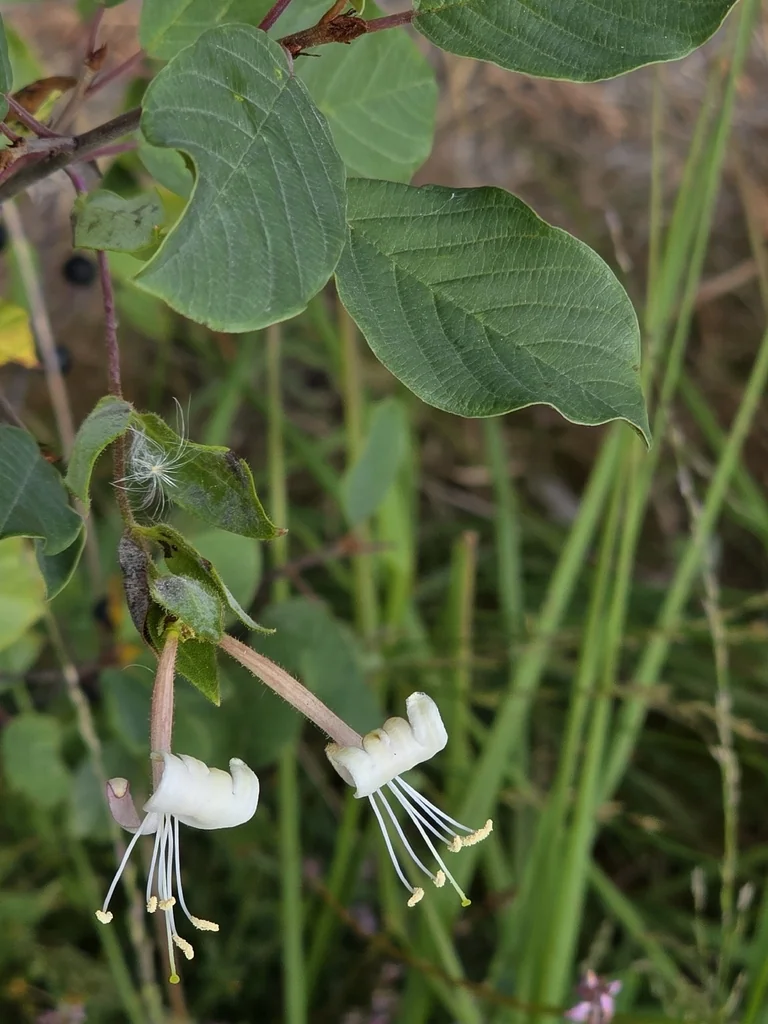 Lonicera periclymenum