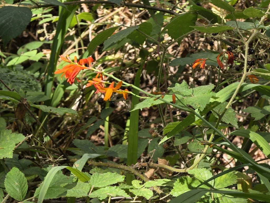 Crocosmia X Crocosmiiflora