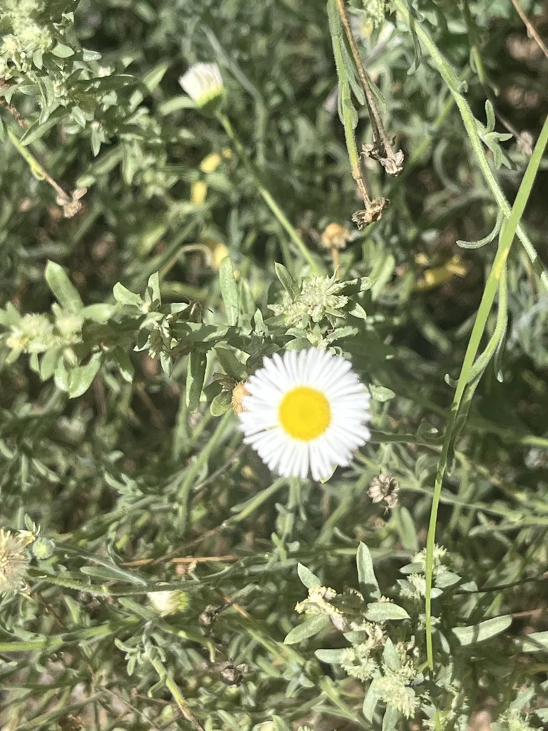 Erigeron Divergens
