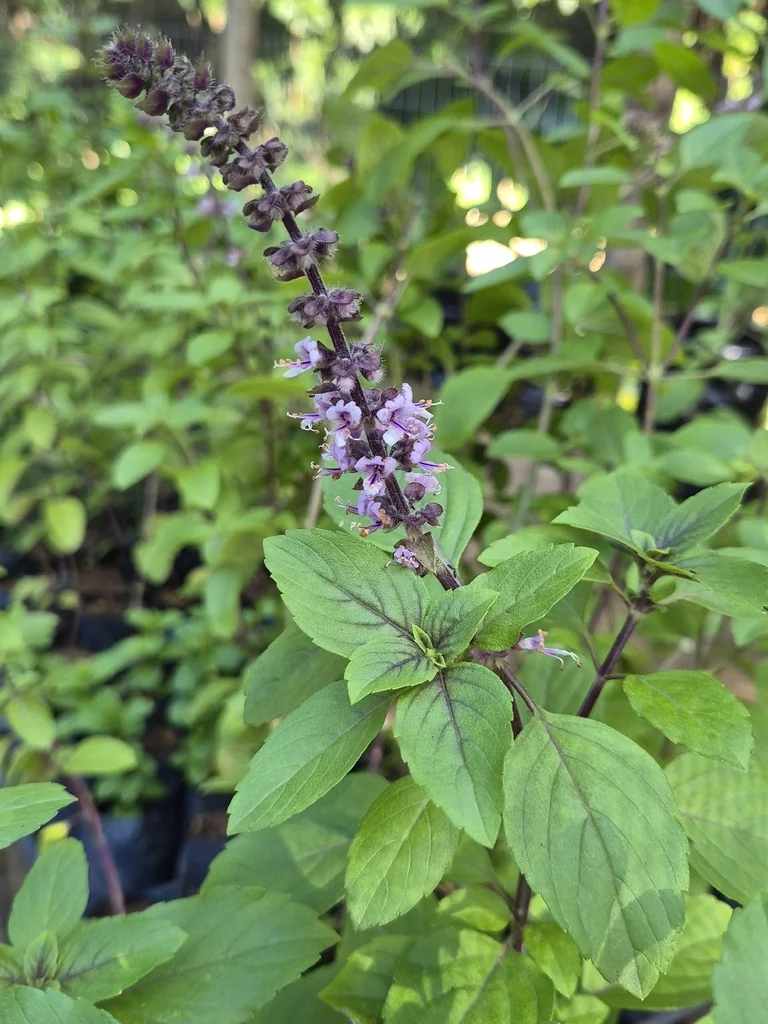 Ocimum basilicum