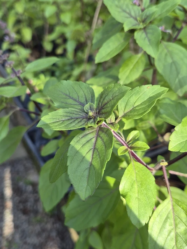 Ocimum basilicum