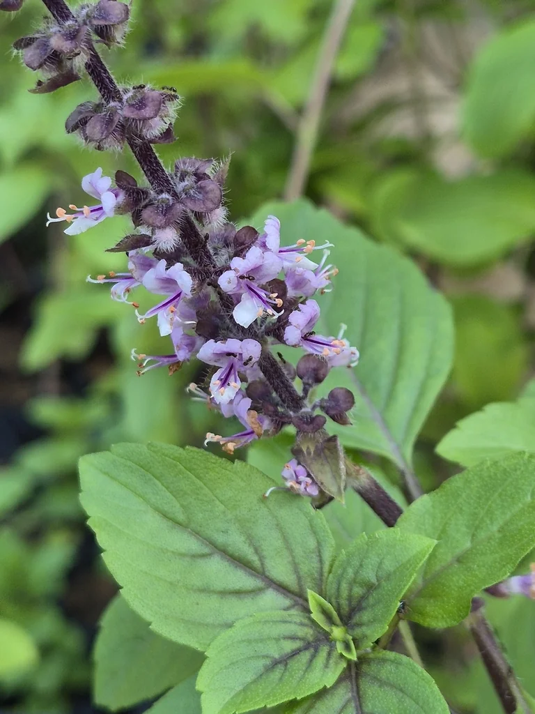 Ocimum basilicum