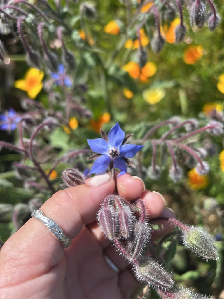 Borago Officinalis