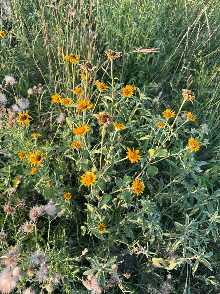 Heliopsis helianthoides
