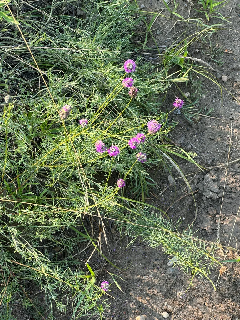 Dalea Purpurea