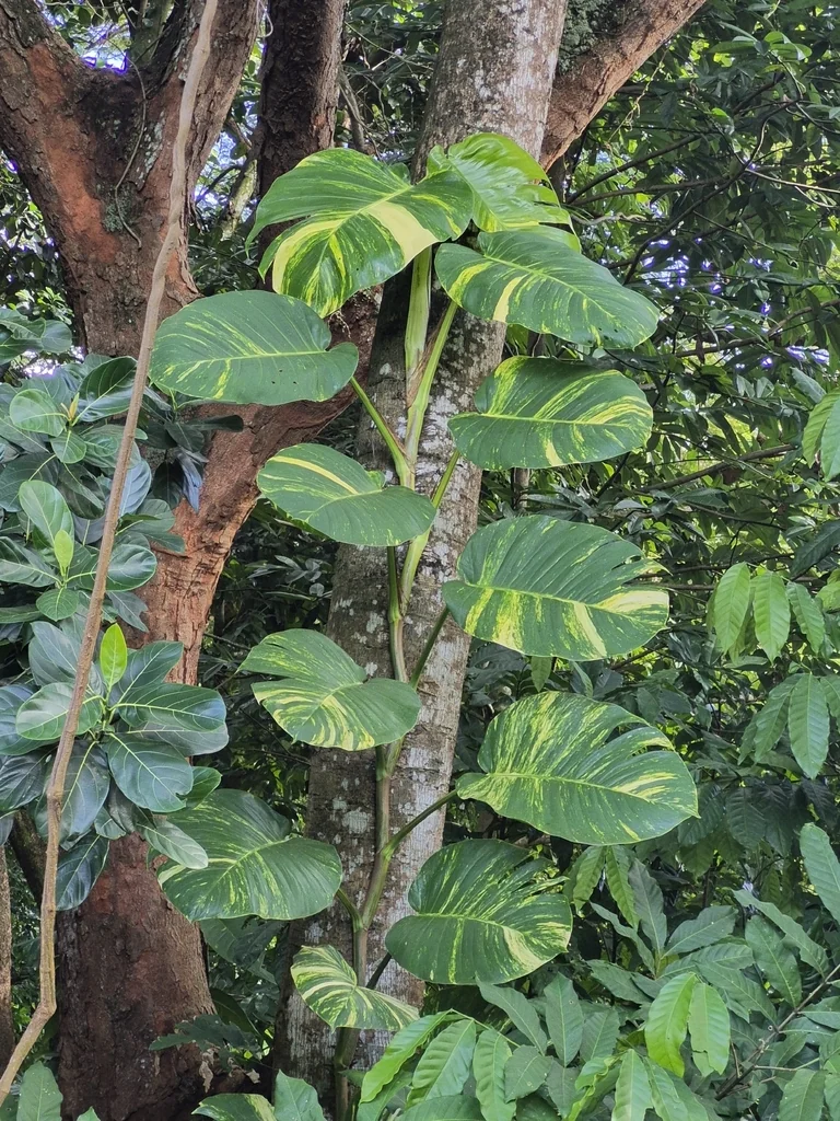 Epipremnum aureum