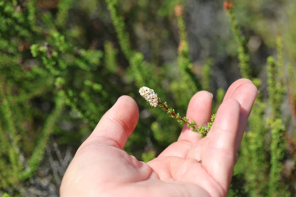 Adenostoma Fasciculatum