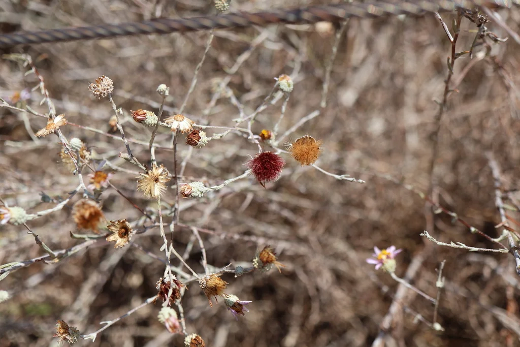 Lessingia Filaginifolia