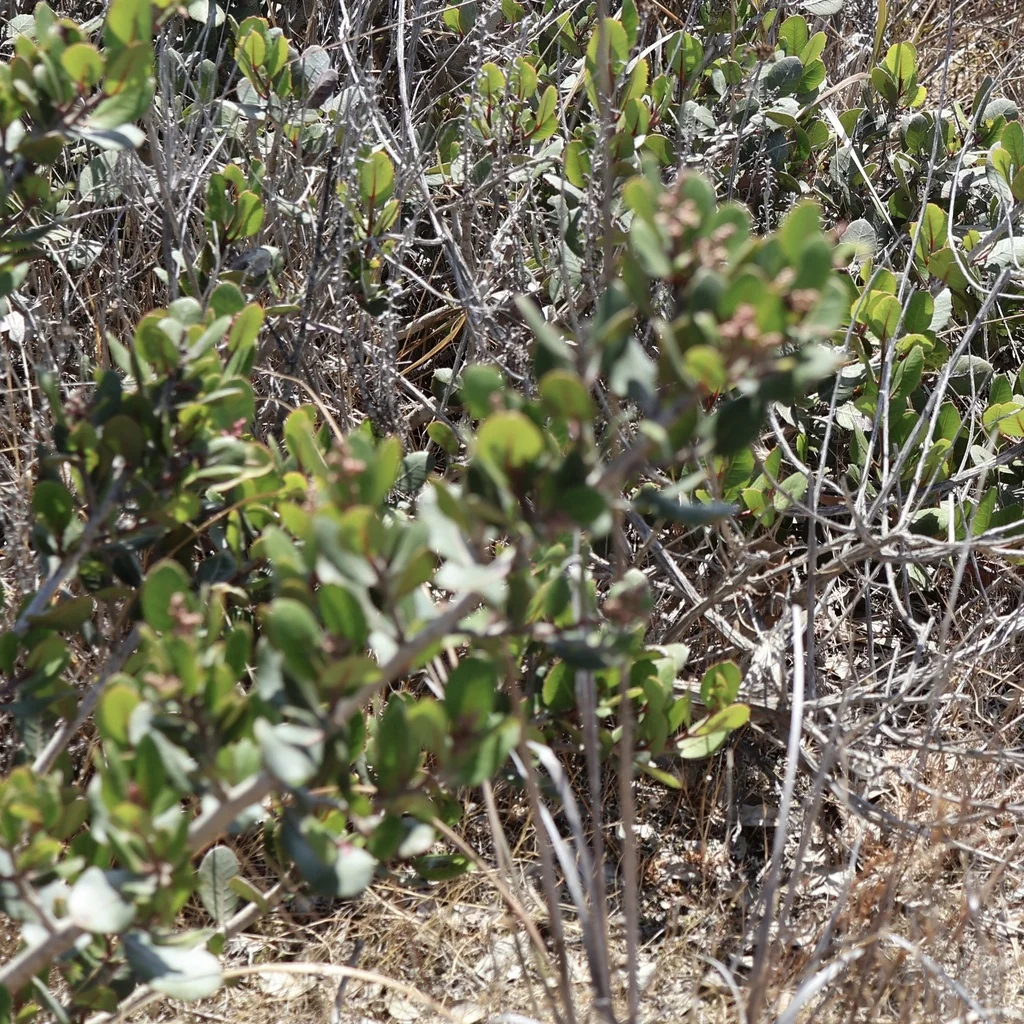 Rhus Integrifolia