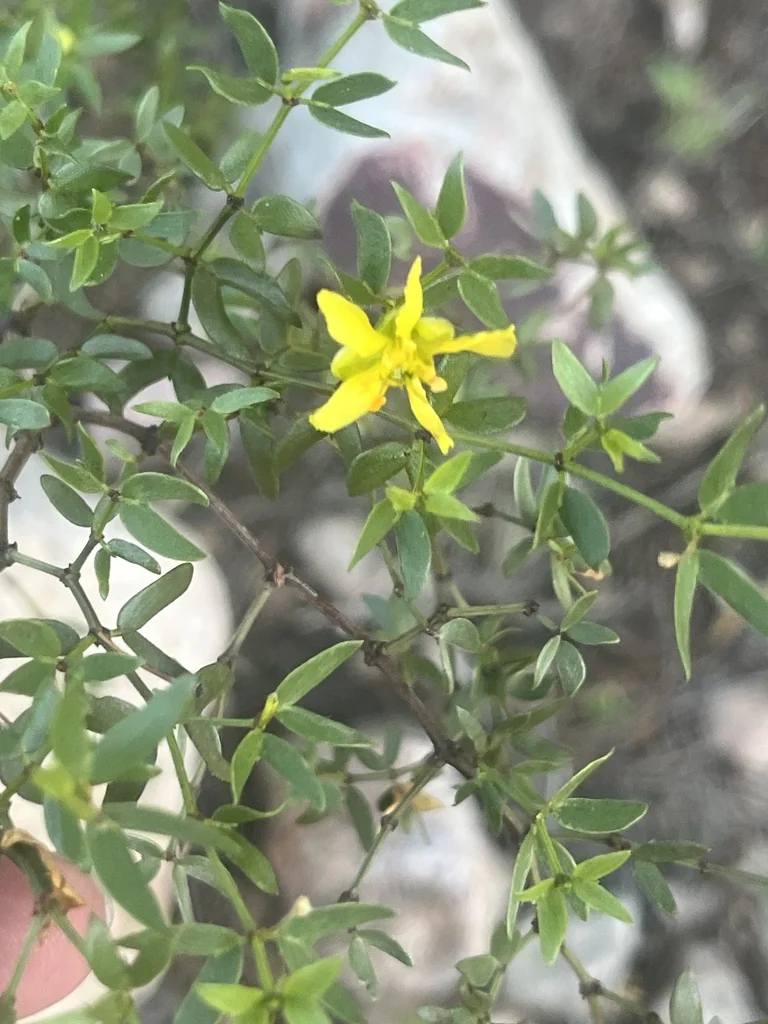 Larrea Tridentata