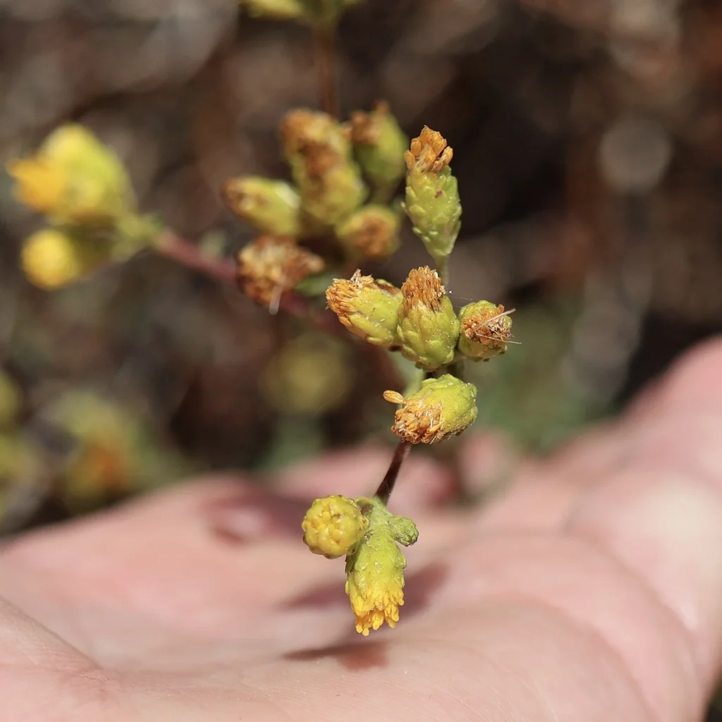 Isocoma Menziesii
