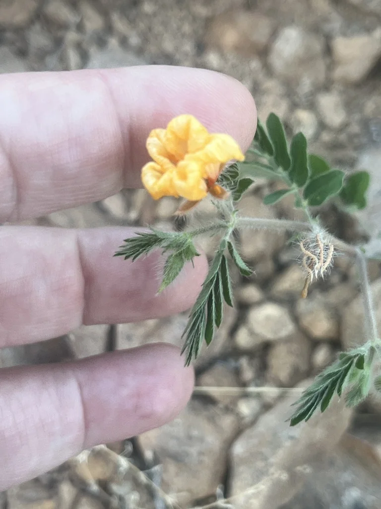 Kallstroemia Grandiflora