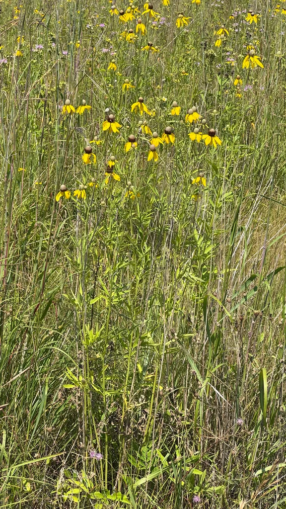 Ratibida Pinnata