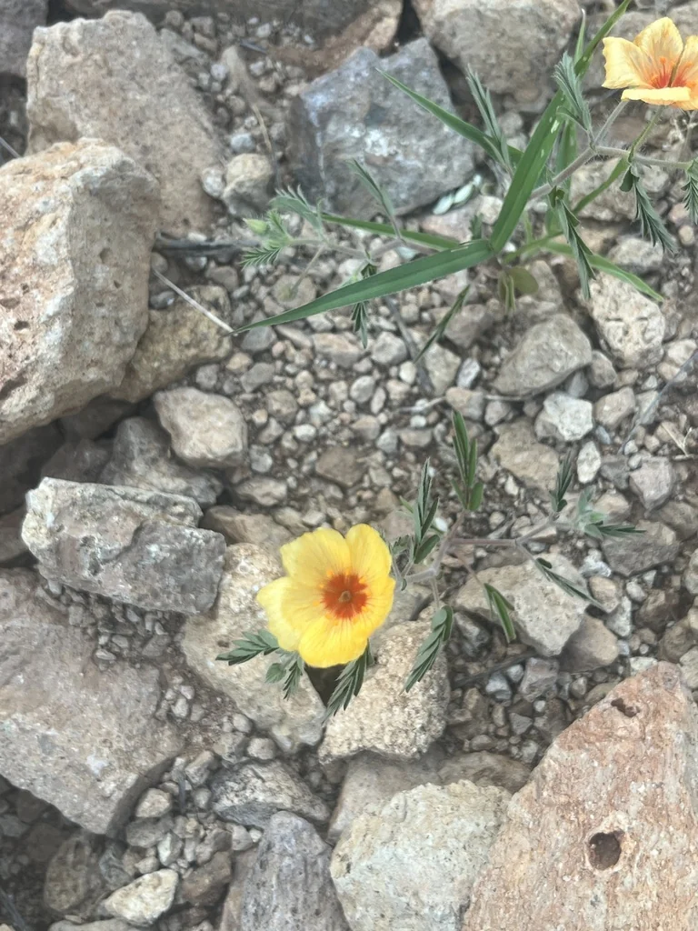 Kallstroemia Grandiflora