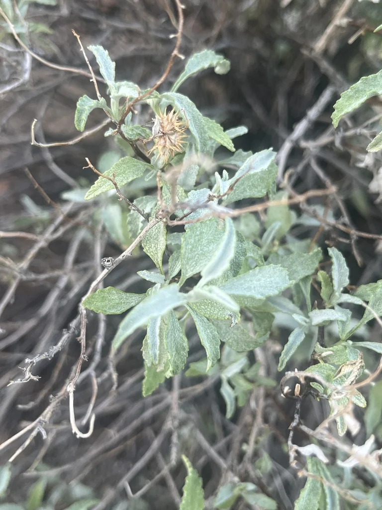 Ambrosia Deltoidea