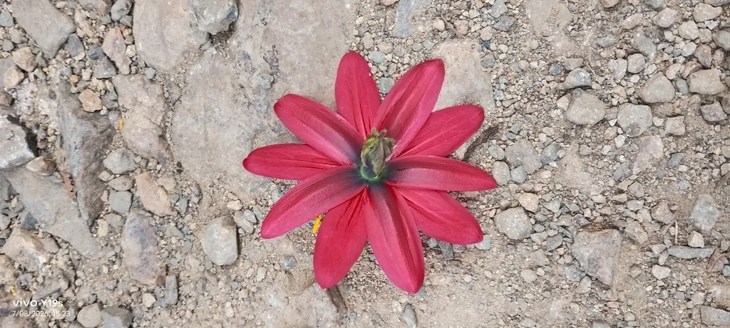 Passiflora Antioquiensis