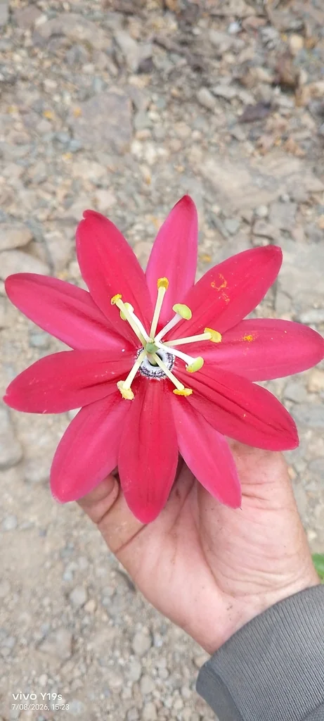 Passiflora Antioquiensis