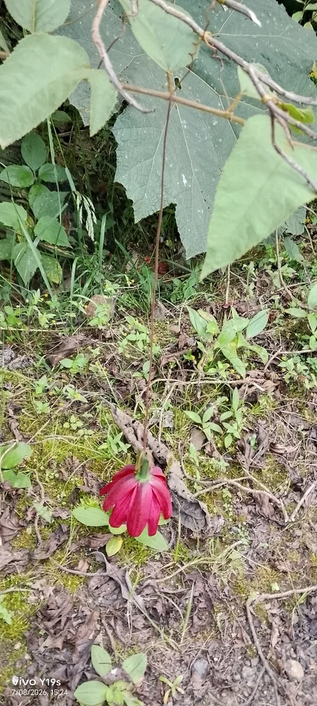 Passiflora Antioquiensis