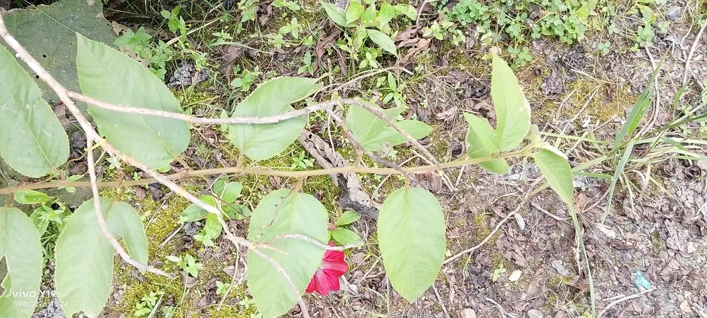Passiflora Antioquiensis