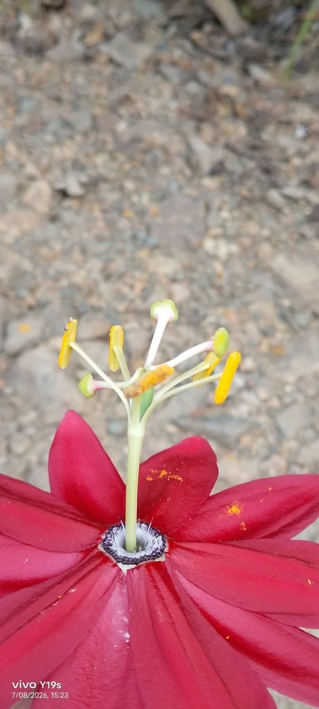 Passiflora Antioquiensis