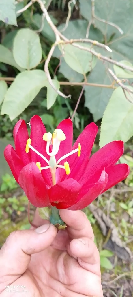 Passiflora Antioquiensis