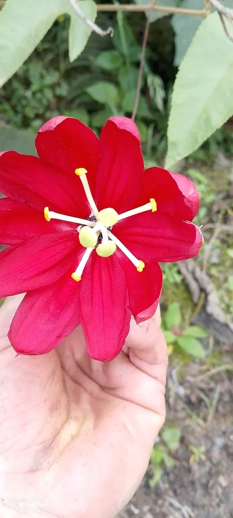 Passiflora Antioquiensis