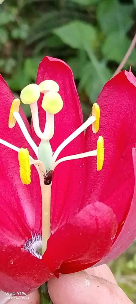 Passiflora Antioquiensis