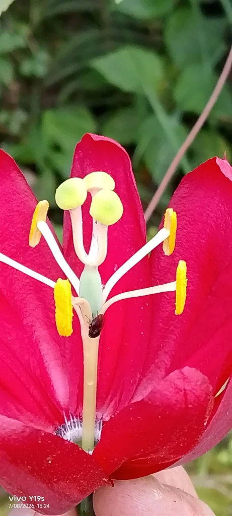 Passiflora Antioquiensis