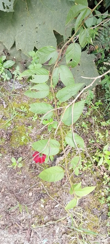 Passiflora Antioquiensis