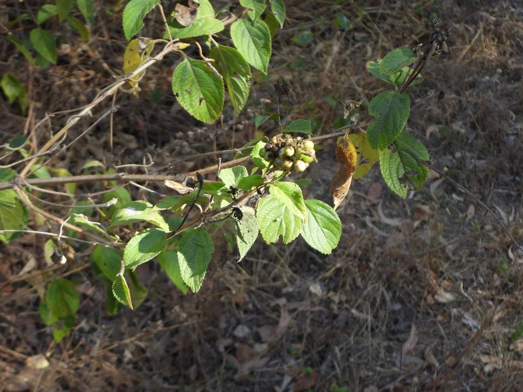 Lantana camara