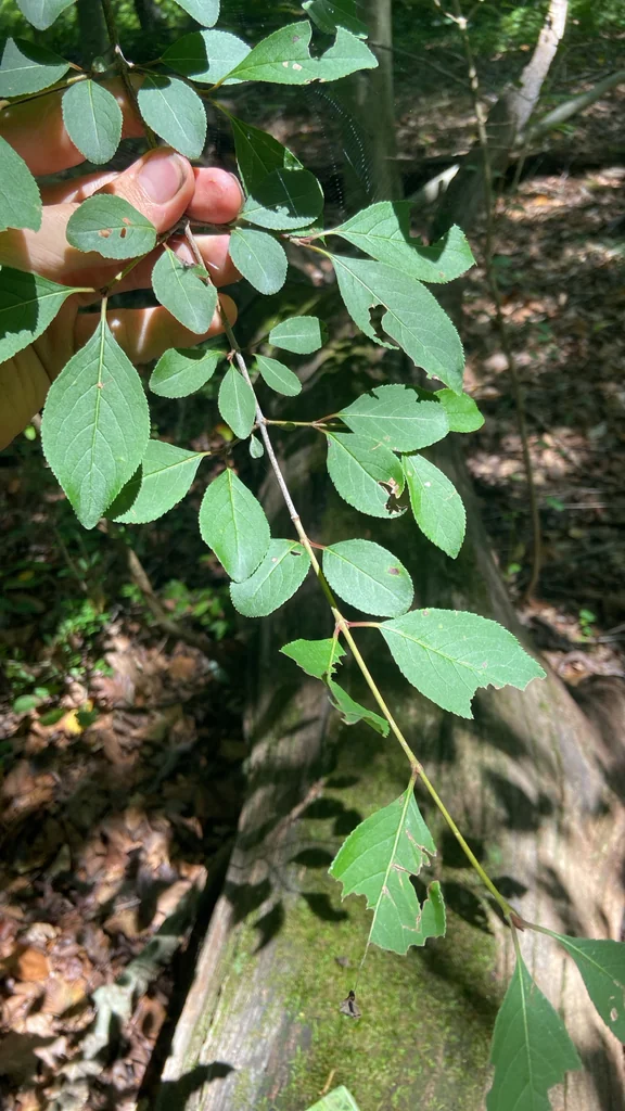 Viburnum Prunifolium