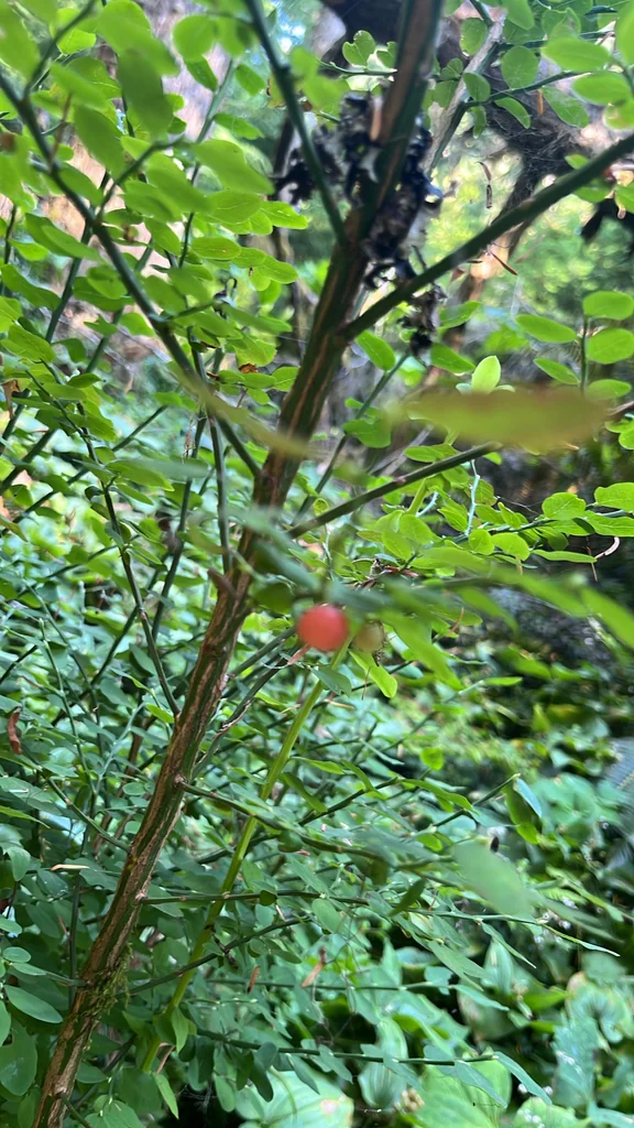 Vaccinium Parvifolium