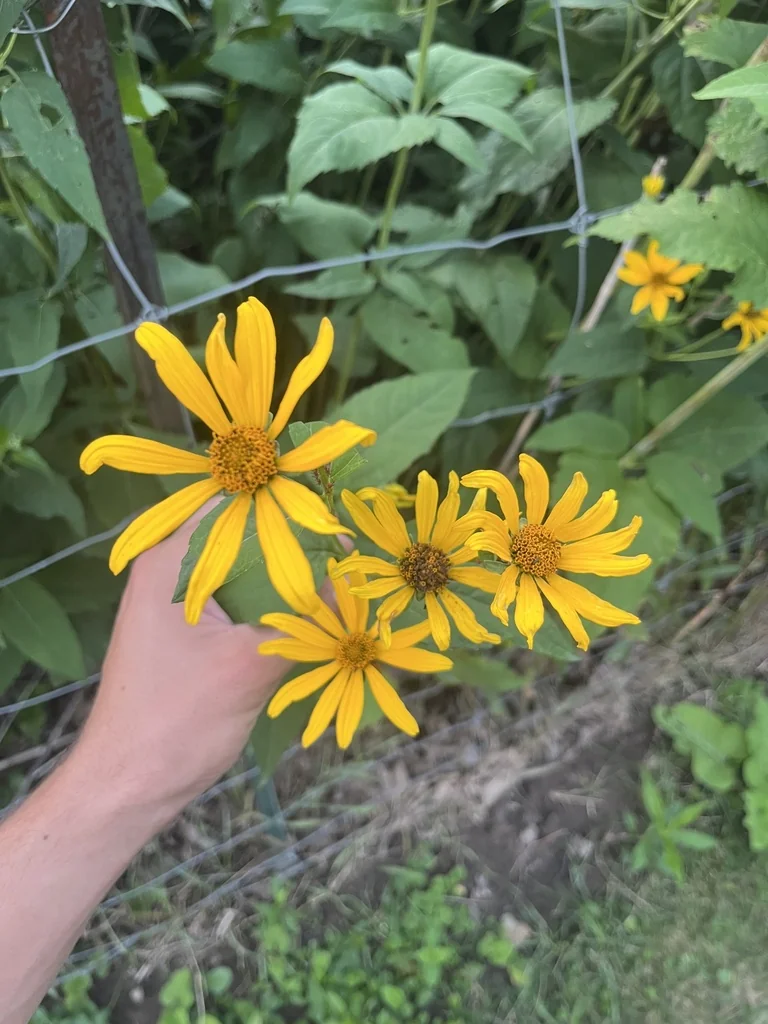 Heliopsis helianthoides