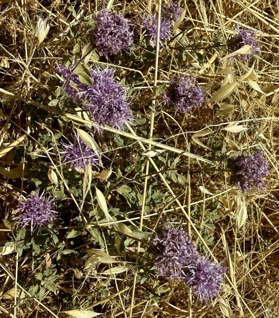 Monardella Villosa