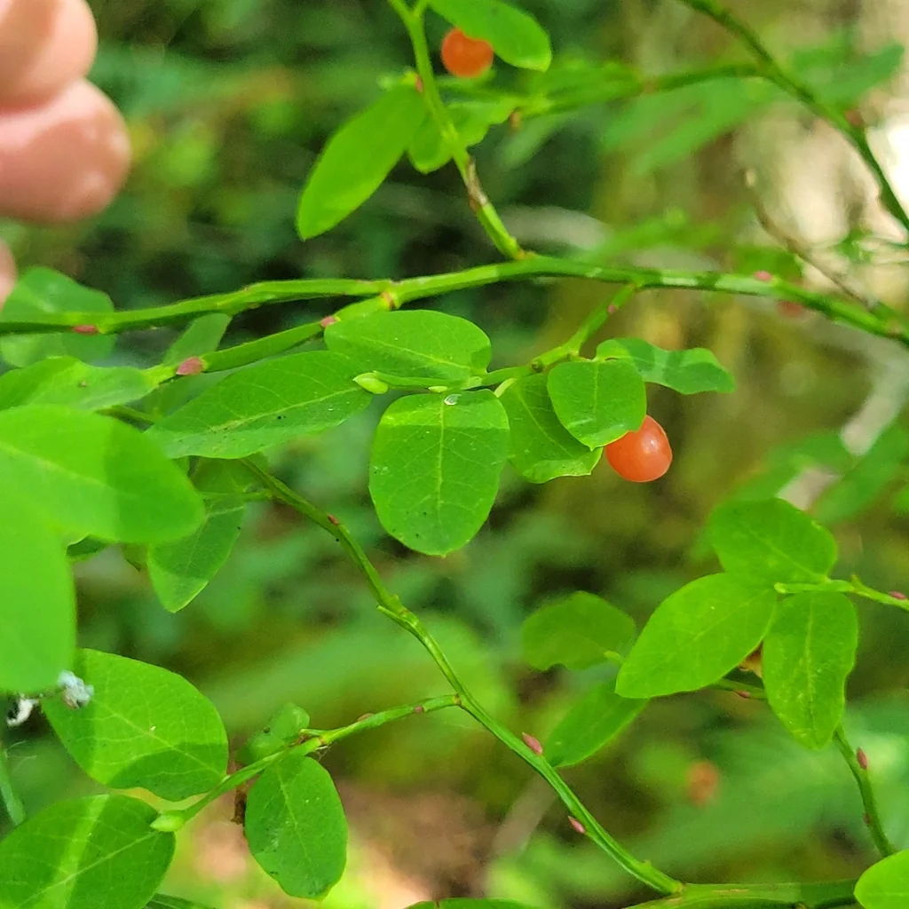 Vaccinium Parvifolium