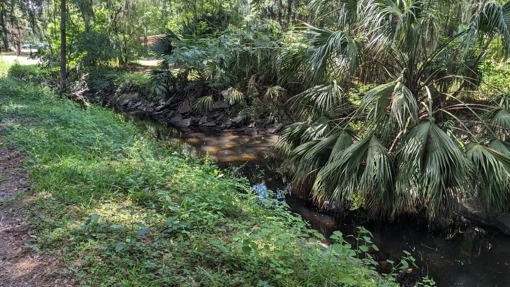 Sabal Palmetto