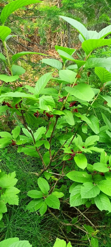 Lonicera Involucrata