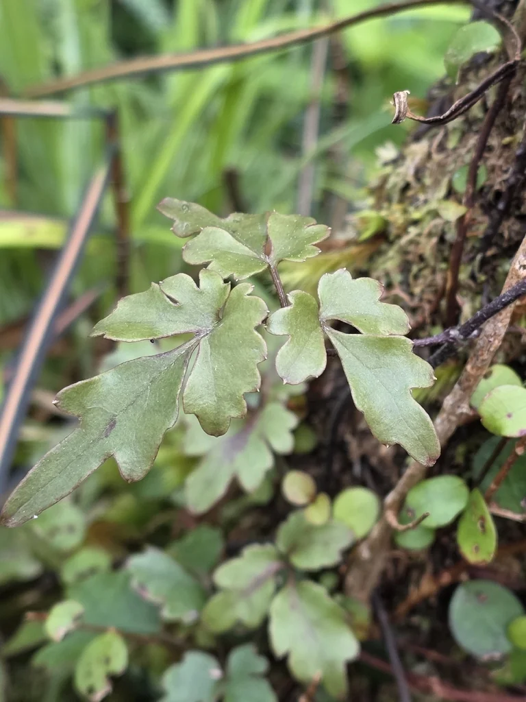 Clematis Paniculata