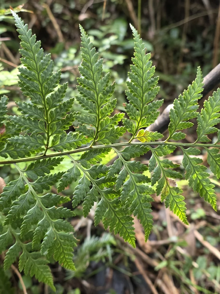 Rumohra Adiantiformis