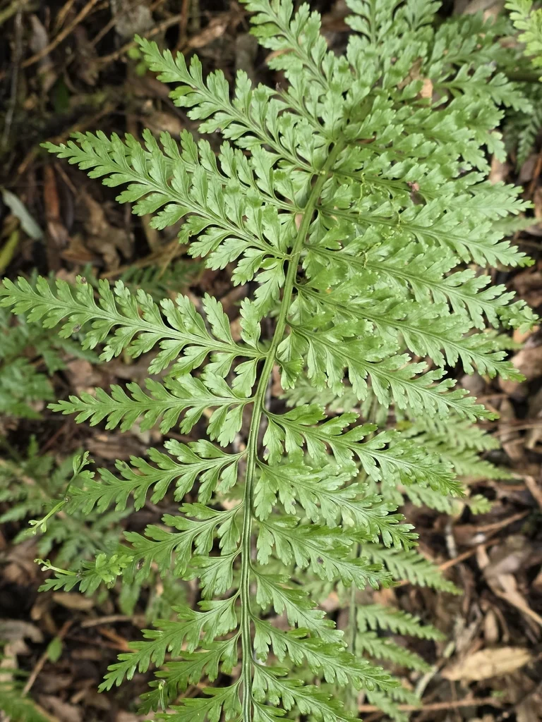 Asplenium Bulbiferum