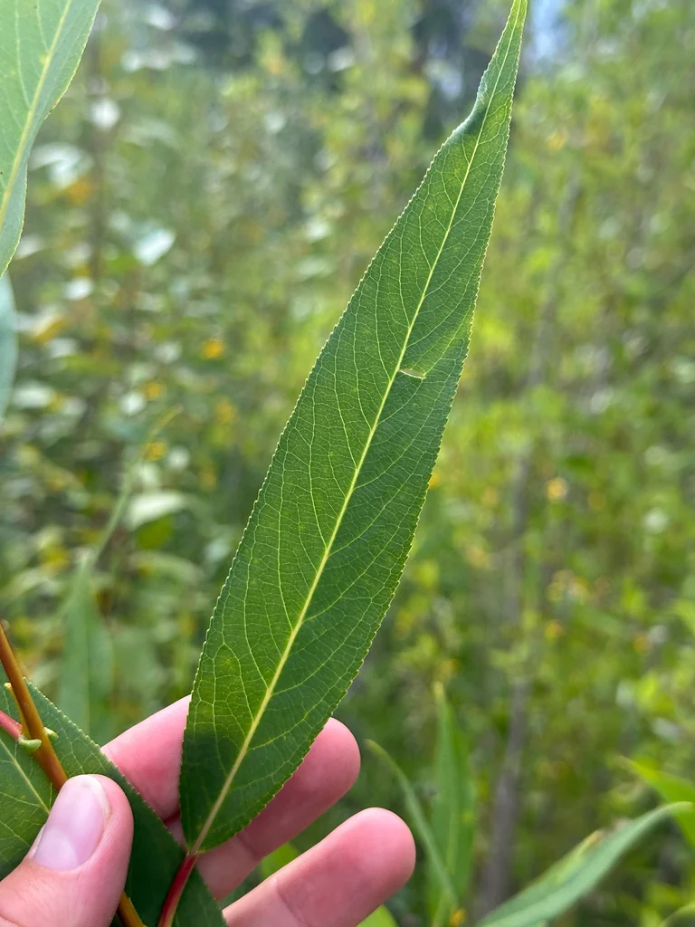 Salix Lucida Ssp. Lasiandra