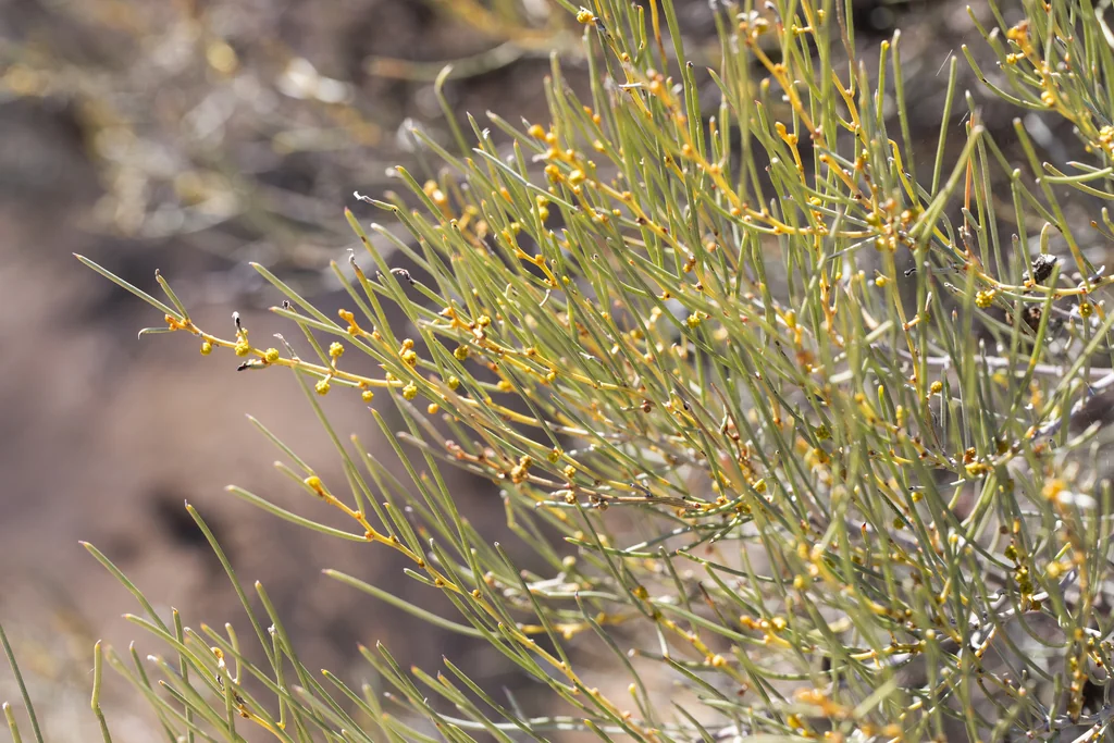 Acacia Rigens