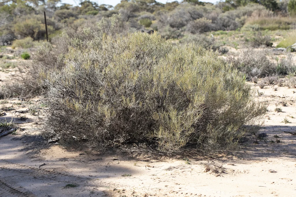 Acacia Rigens
