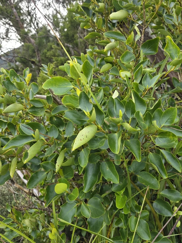 Griselinia Littoralis