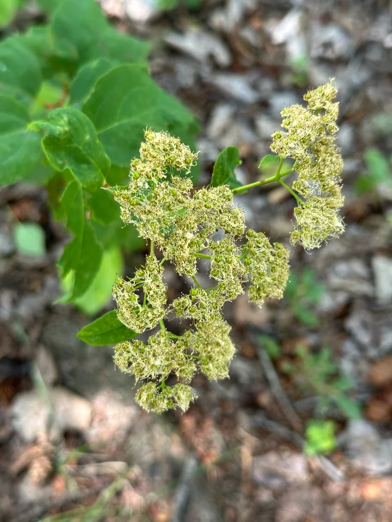 Spiraea Betulifolia Var. Lucida