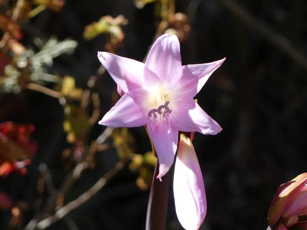 Amaryllis Belladonna